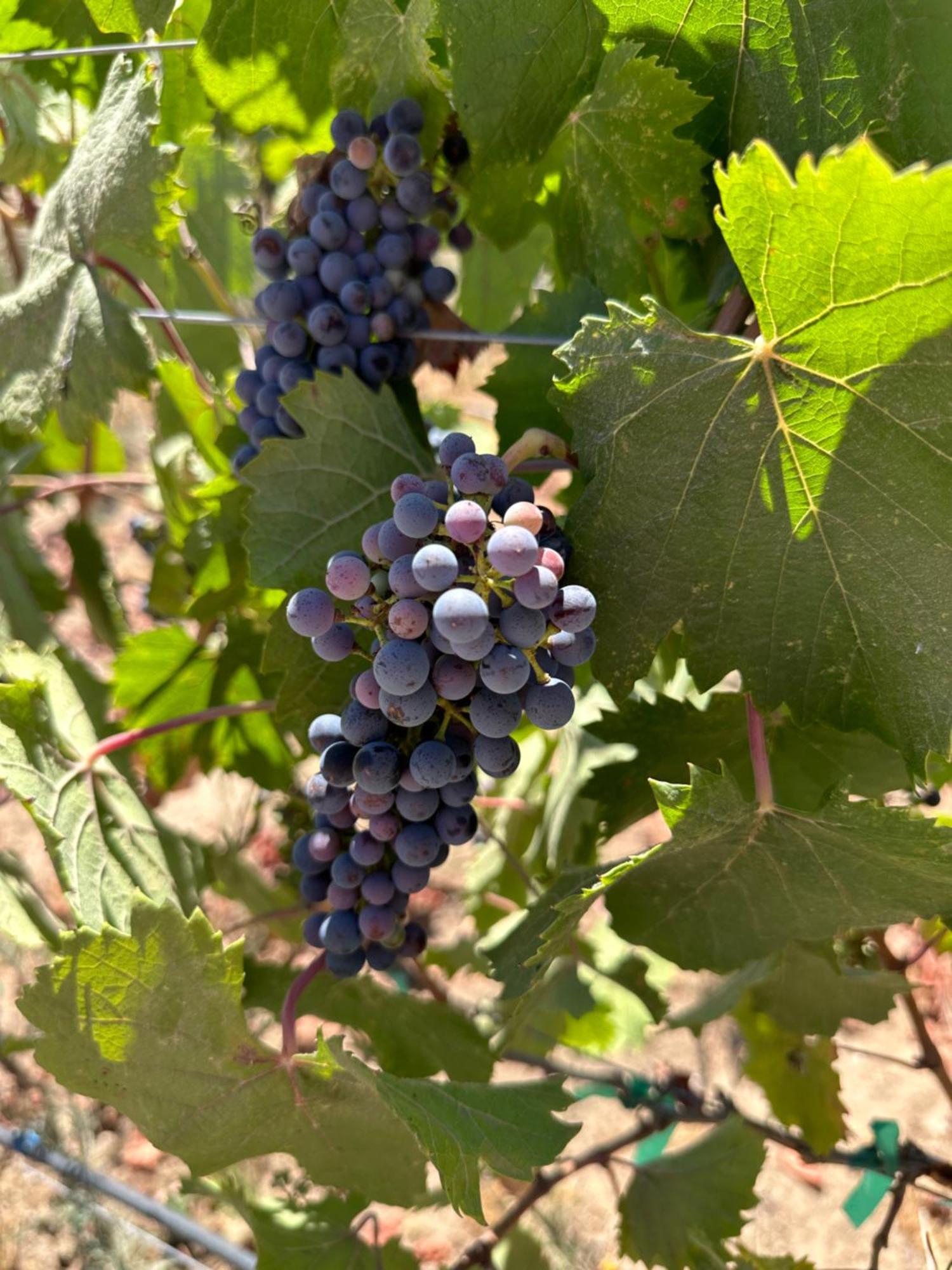 Sol Del Valle Valle de Guadalupe Buitenkant foto